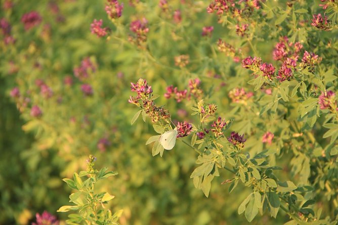 Wetterbild (Foto: Angelo Glashagel)