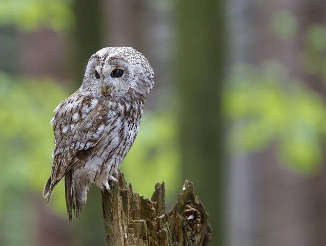 Wa&ouml;dkautz (Foto: Marcus Bosch)