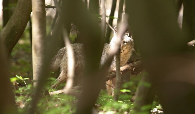 Weiblicher Jungwolf bei Ohrdruf  (Foto: S. B&ouml;ttner)