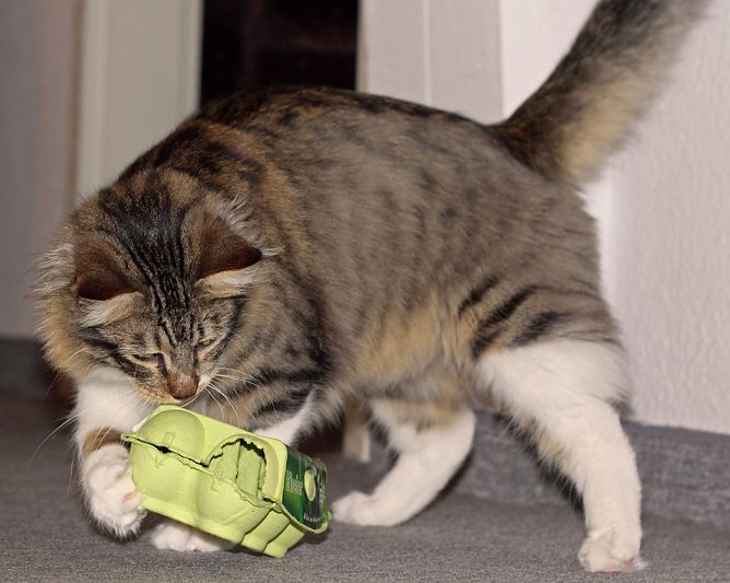 tiergerechte Geschenke - Verstecktes Futter in Kartons punktet als Weihnachtsgeschenk gleich zweifach: als Leckerli und als Spielzeug. (Foto: Deutscher Tierschutzbund e.V. / Masanneck)