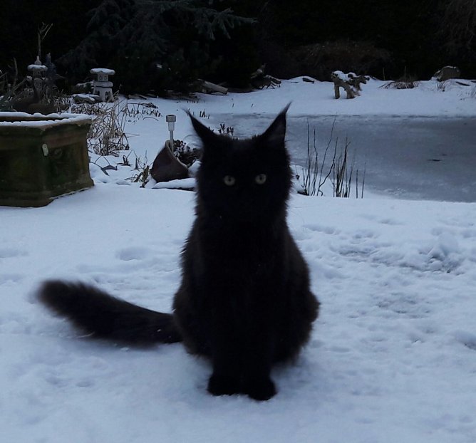 Kater Mogli (Foto: Familie Roth)