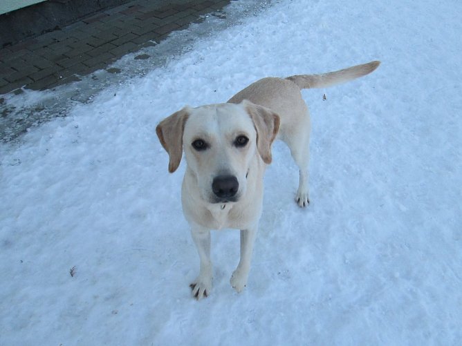 Labrador (Foto: Karin Ziegler)