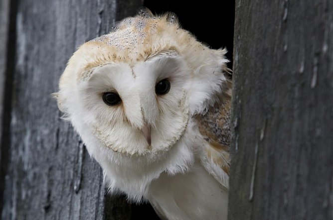 Schleiereule (Foto: Rosl R&ouml;ssner)