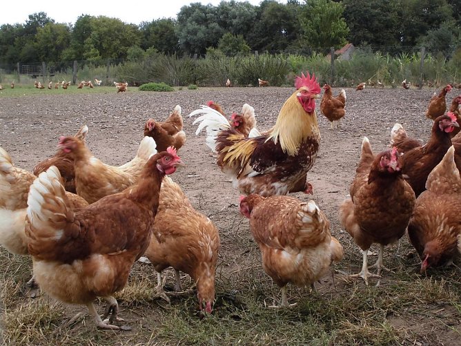 Hühner in Freilandhaltung (Foto: Tierschutzbund) Hühner in Freilandhaltung (Foto: Tierschutzbund)