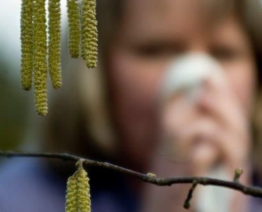 Die Pollen beginnen zu fliegen (Foto: Barmer)