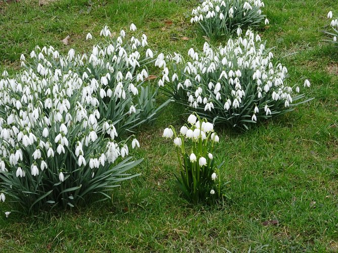 Schneeglöckchen und Märzenbecher (Foto: Ilka Kühn) Schneeglöckchen und Märzenbecher (Foto: Ilka Kühn)