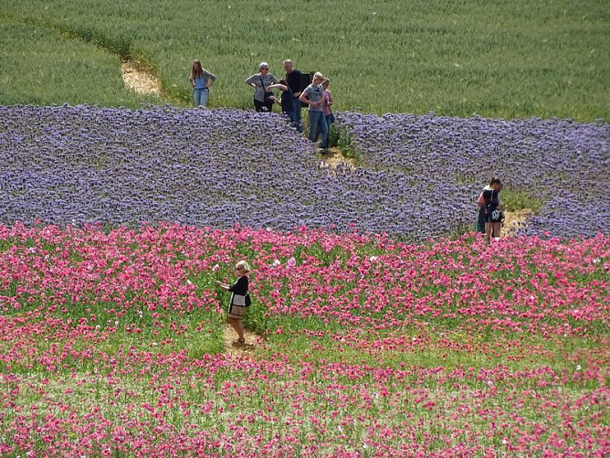 Mohnblüte (Foto: Naturpark) Mohnblüte (Foto: Naturpark)