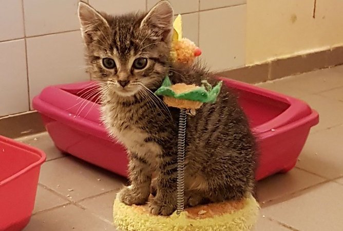 Katerchen Keks (Foto: Tierheim Nordhausen)