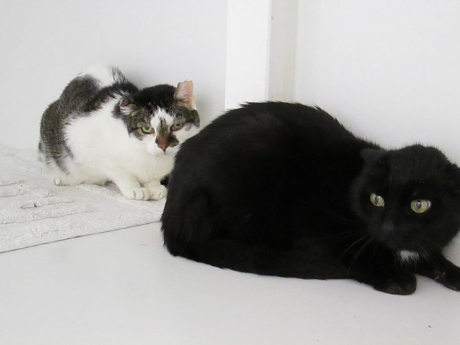 Katzen (Foto: Karin Ziegler)