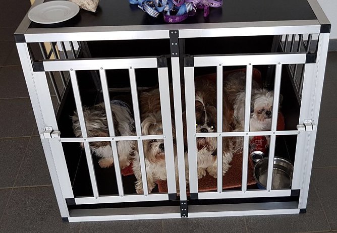 Hunde vom Unfall (Foto: Polizei)