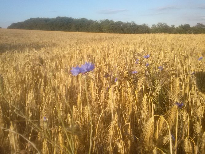 Wetterbild (Foto: Angelo Glashagel) Wetterbild (Foto: Angelo Glashagel)