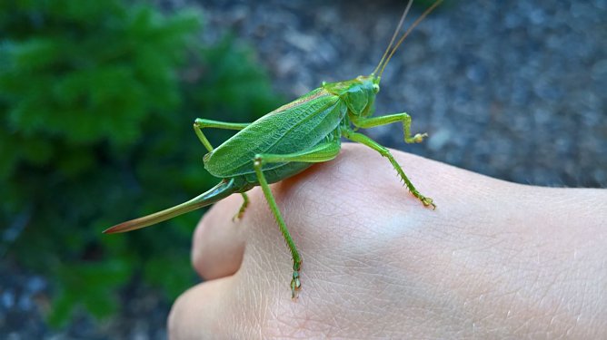 Gr&uuml;nes Heupferd (Foto: Joachim Retzek)