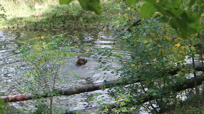Goldener Herbst im B&auml;renpark Worbis (Foto: Angelo Glashagel)