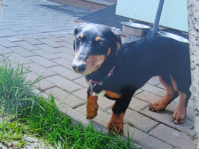 Dackel (Foto: Karin Ziegler) Dackel (Foto: Karin Ziegler)