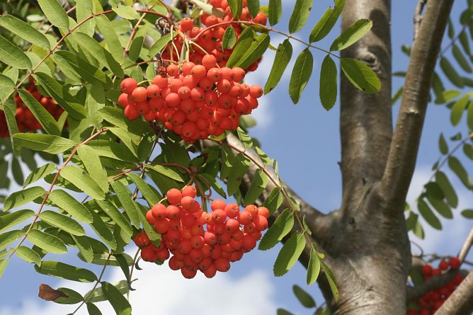Herbstzeit ist Pflanzzeit - der NABU gibt die passenden Tipps (Foto: Helge May)