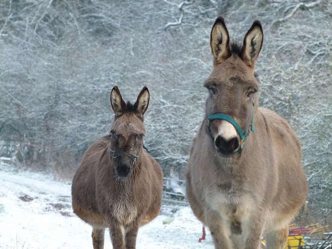 Animal Trekking (Foto: Heinz Sielmann Stiftung)