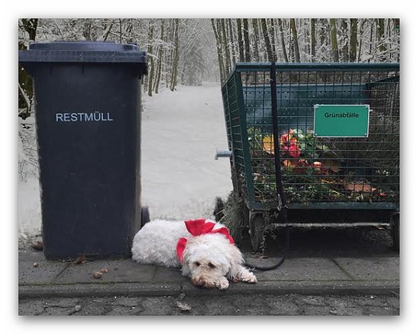 Tiere sind keine Weihnachtsgeschenke (Foto: Deutscher Tierschutzbund) Tiere sind keine Weihnachtsgeschenke (Foto: Deutscher Tierschutzbund)