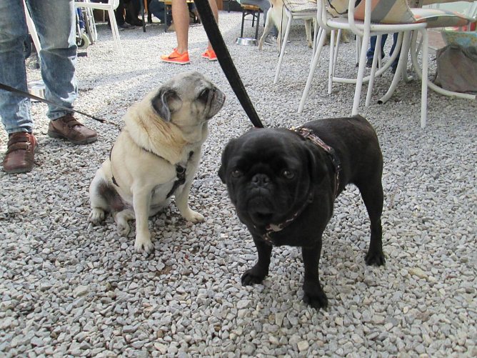 Molly (Foto: Karin Ziegler)