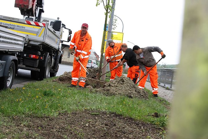 B&auml;ume werden gesetzt (Foto: Ren&eacute; Wei&szlig;bach)