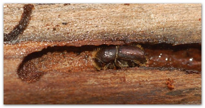 Buchdrucker (Foto: Andreas Knoll)
