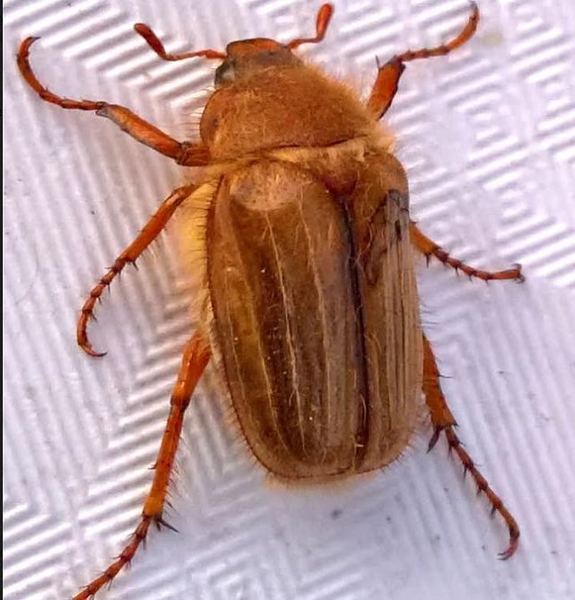 K&auml;fer (Foto: Joachim Retzek)