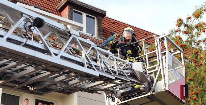 Papagei befreit (Foto: Feuerwehr Heiligenstadt) Papagei befreit (Foto: Feuerwehr Heiligenstadt)