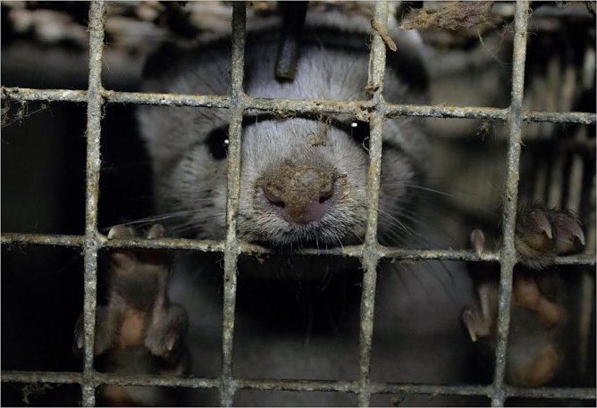 Nerz auf einer Pelztierfarm im engen Gitterk&auml;fig (Foto: Tierschutzbund)