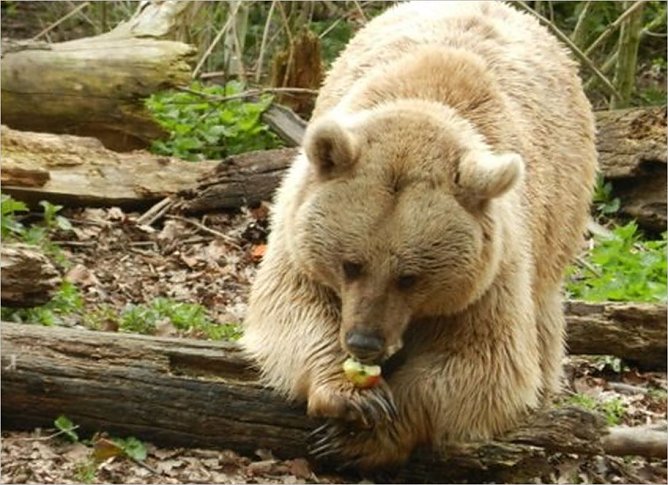 Emma (Foto: B&auml;renpark)
