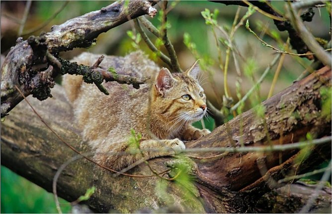 Wildkatze (Foto: Thomas Stephan)