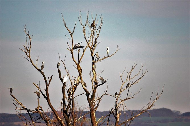 Grau- und Silberreiher auf einem Baum friedlich miteinander vereint (Foto: Manfred Hagemann)