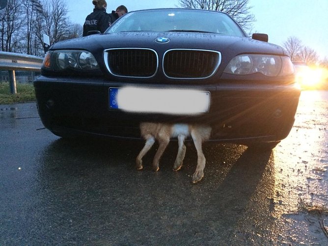 Unfallhase (Foto: Polizei G&ouml;ttingen)