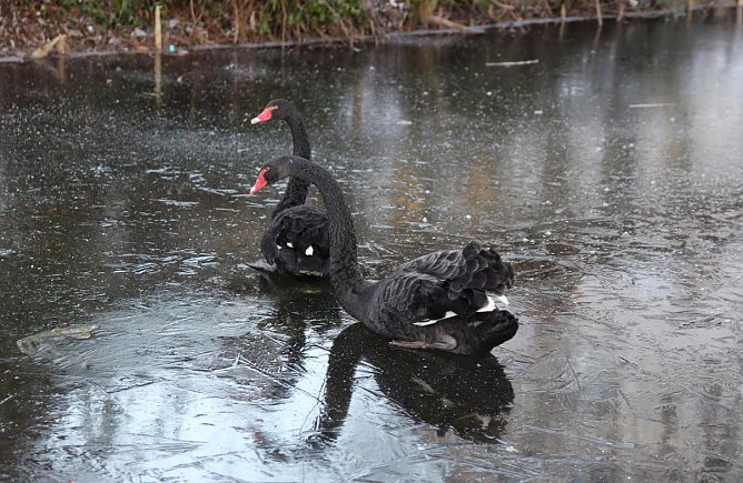 Schw&auml;ne (Foto: Feuerwehr Heiligenstadt)
