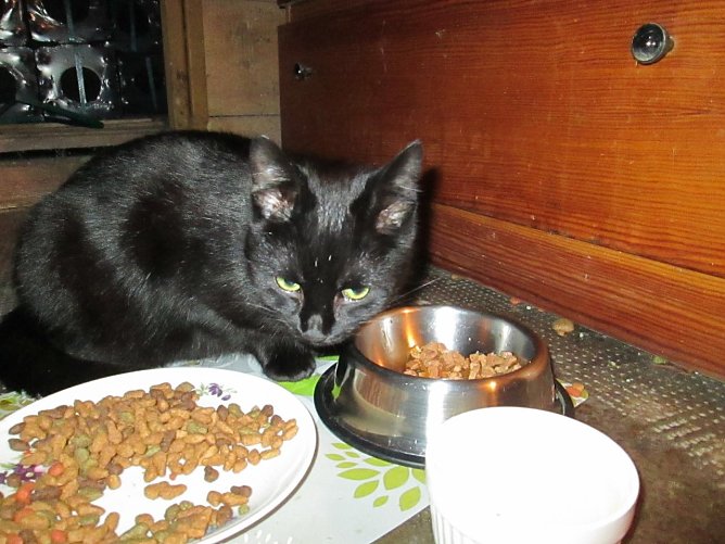 Katze (Foto: Karin Ziegler)