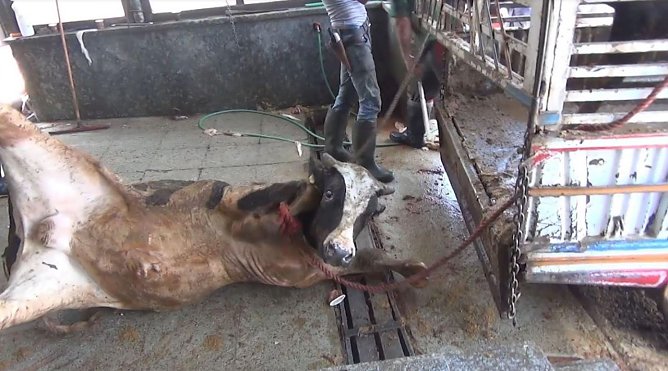 Gequ&auml;lte Tiere bei Transporten (Foto: Animals International/Deutscher Tierschutzbund e.V.)