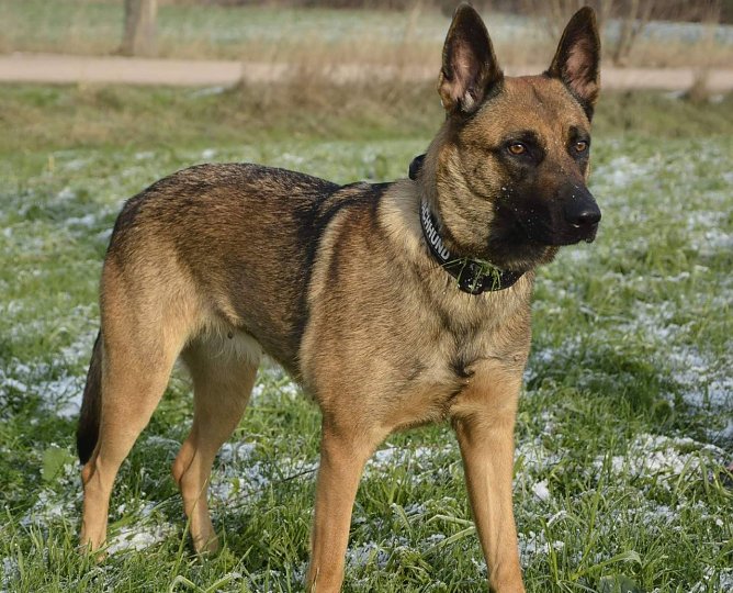 Peaches (Foto: Tierheim Nordhausen)