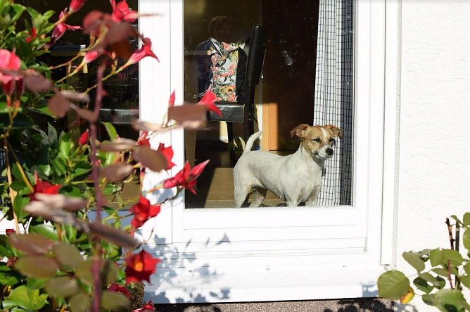 Hund (Foto: Tierschutzbund)