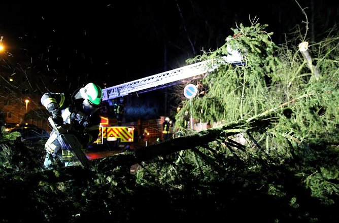 Tanne (Foto: Feuerwehr Heiligenstadt) Tanne (Foto: Feuerwehr Heiligenstadt)