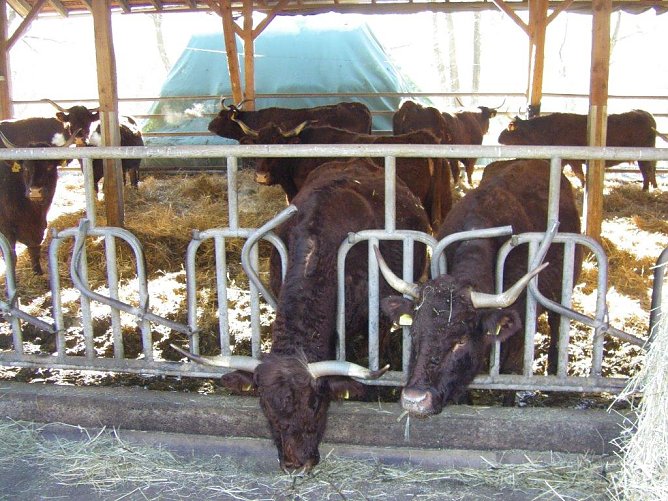 Liebevoll werden die Tiere betreut (Foto: Wilhelm Roth) Liebevoll werden die Tiere betreut (Foto: Wilhelm Roth)