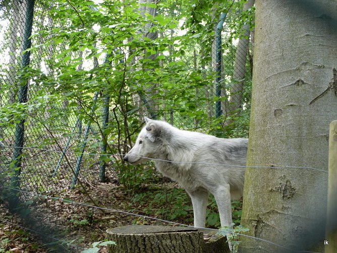 Wolf im B&auml;renpark (Foto: Eni Reinhold)