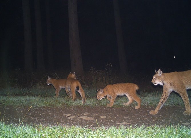 Südharzer Luchse mit Nachwuchs (Foto: BUND/ Universität Göttingen) Südharzer Luchse mit Nachwuchs (Foto: BUND/ Universität Göttingen)
