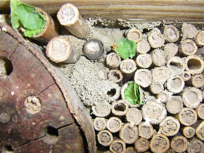 Wildbienenhotel (Foto: Wilhelm Roth) Wildbienenhotel (Foto: Wilhelm Roth)