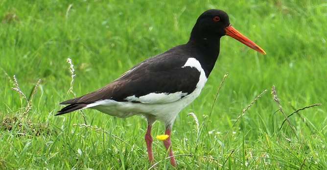 Wiesenvögel (Foto: Elsemargriet) Wiesenvögel (Foto: Elsemargriet)