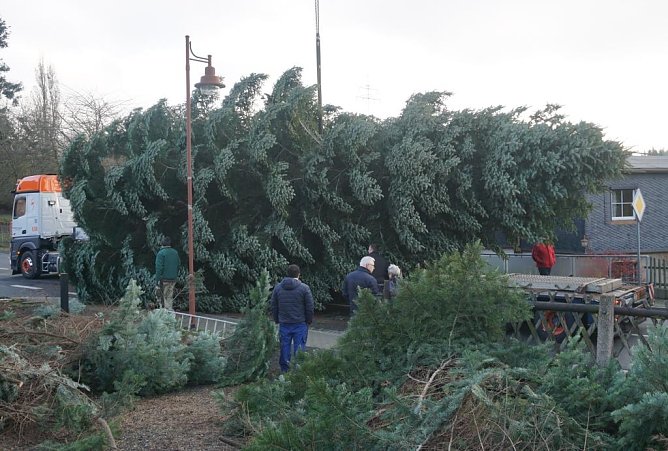 Deutschlands prominentester Weihnachtsbaum kommt wieder aus Th&uuml;ringen (Foto: Th&uuml;ringenForst)
