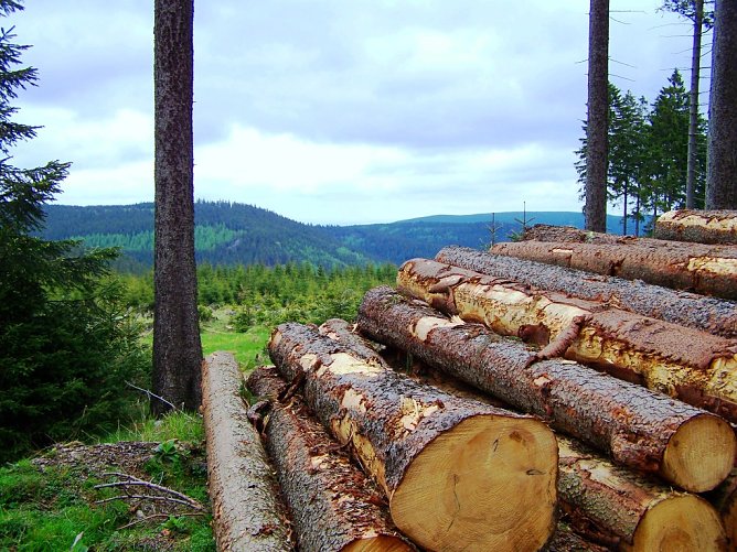 Th&uuml;ringenForst ist mit rund 200.000 Hektar Waldfl&auml;che Th&uuml;ringens gr&ouml;&szlig;ter Waldbesitzer, der rund 50 % der landesweit geernteten Holzmenge  verantwortet. (Foto: Th&uuml;ringenForst)