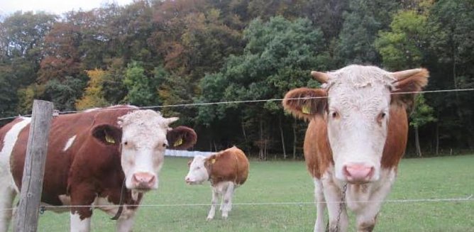 K&uuml;he (Foto: Schneider)