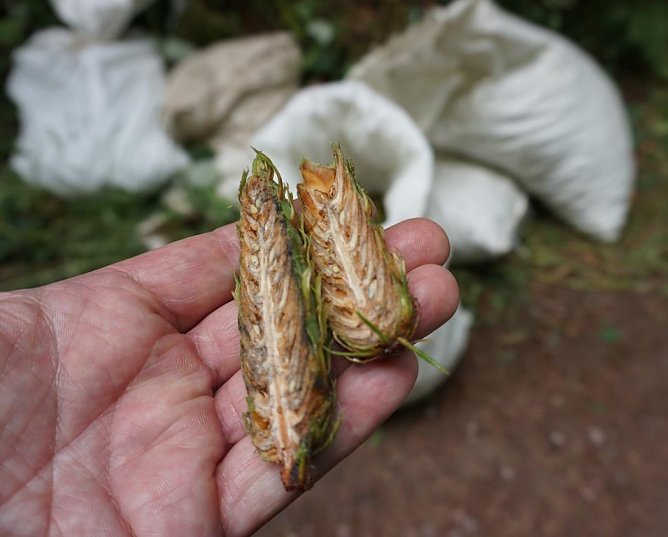 Durchwachsene Saatguternte in Thüringens Wäldern (Foto: ThüringenForst) Durchwachsene Saatguternte in Thüringens Wäldern (Foto: ThüringenForst)