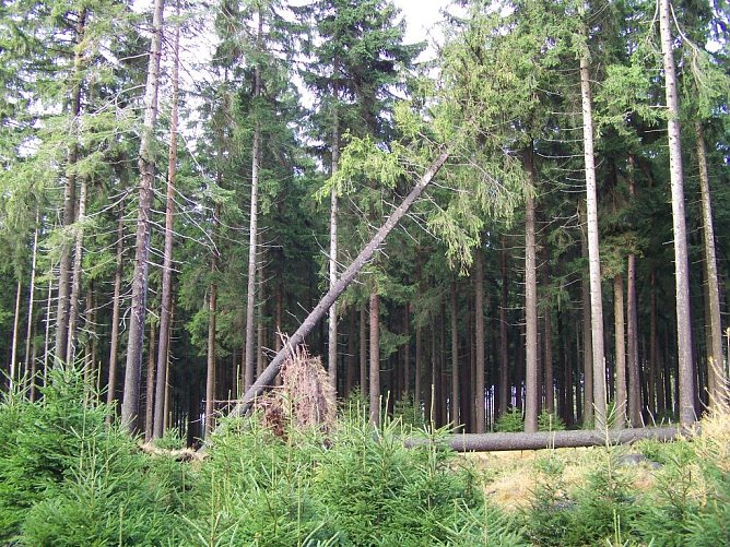 Typische Sch&auml;den mittelstarker Orkanst&uuml;rme: Fichten-Einzelw&uuml;rfe, die aber bei der derzeitig kritischen Forstschutzsituation f&uuml;r Waldbesitzer und F&ouml;rster viel Arbeit bedeuten. Sie m&uuml;ssen schnellsten gefunden, aufgearbeitet und aus dem Wald gebracht werden (Foto: Dr. Horst Spro&szlig;mann)
