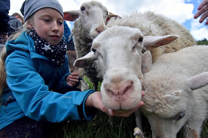 Die tierischen Bewohner, wie dieses Leineschaf, hei&szlig;en die Finalisten des Wettbewerbs auf Gut Herbigshagen willkommen.  (Foto: Iris Blank)