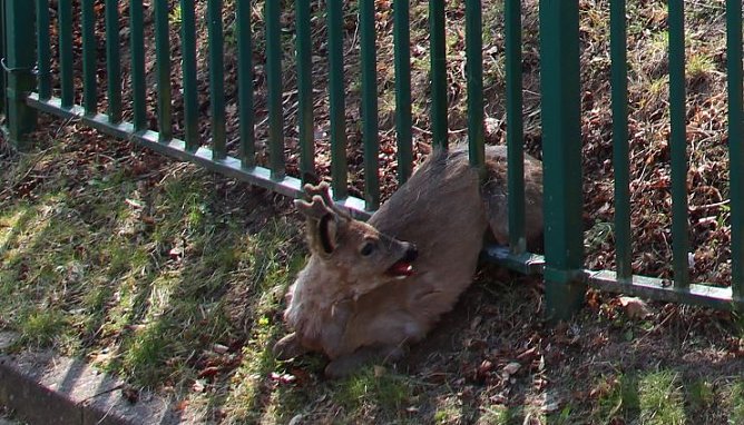 Reh steckt fest (Foto: Feuerwehr Heiligenstadt)