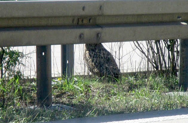 Uhu (Foto: API Thüringen) Uhu (Foto: API Thüringen)